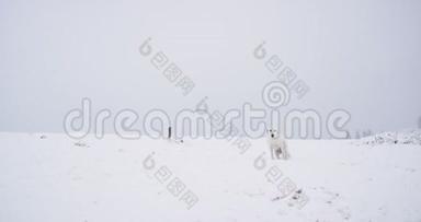 山上漂亮的白狗站在摄像机前，冷了下来